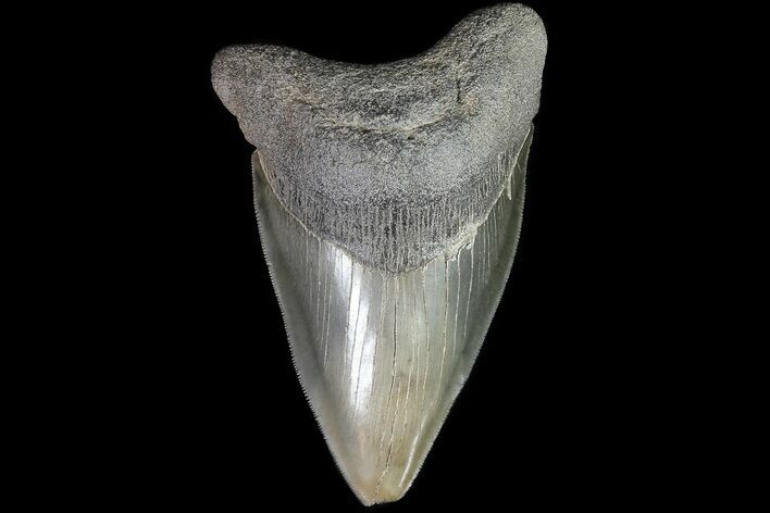 Serrated, Lower Megalodon Tooth - Georgia #81678